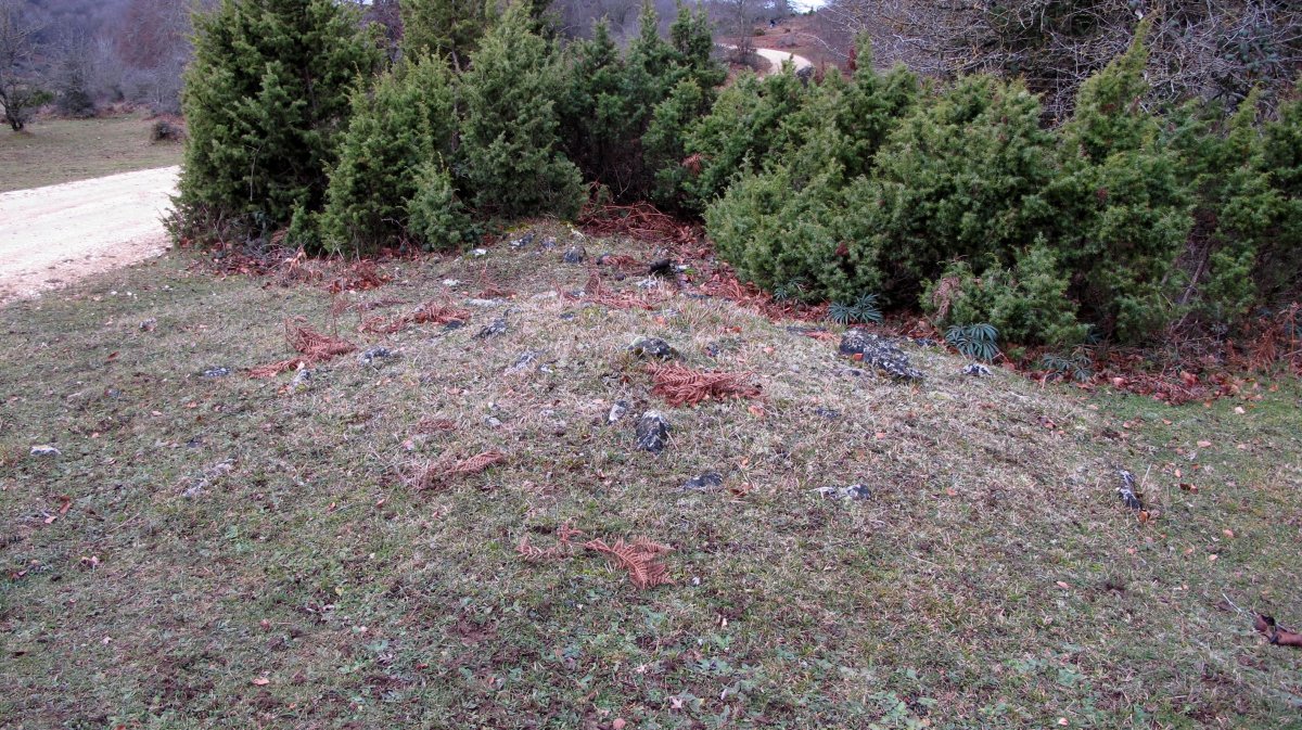 Larraonako bidea hego (1-UTM-561155-4738491)