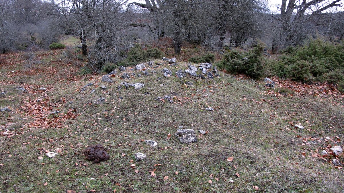 Larraonako bidea hego (6-UTM-561119-4738392)