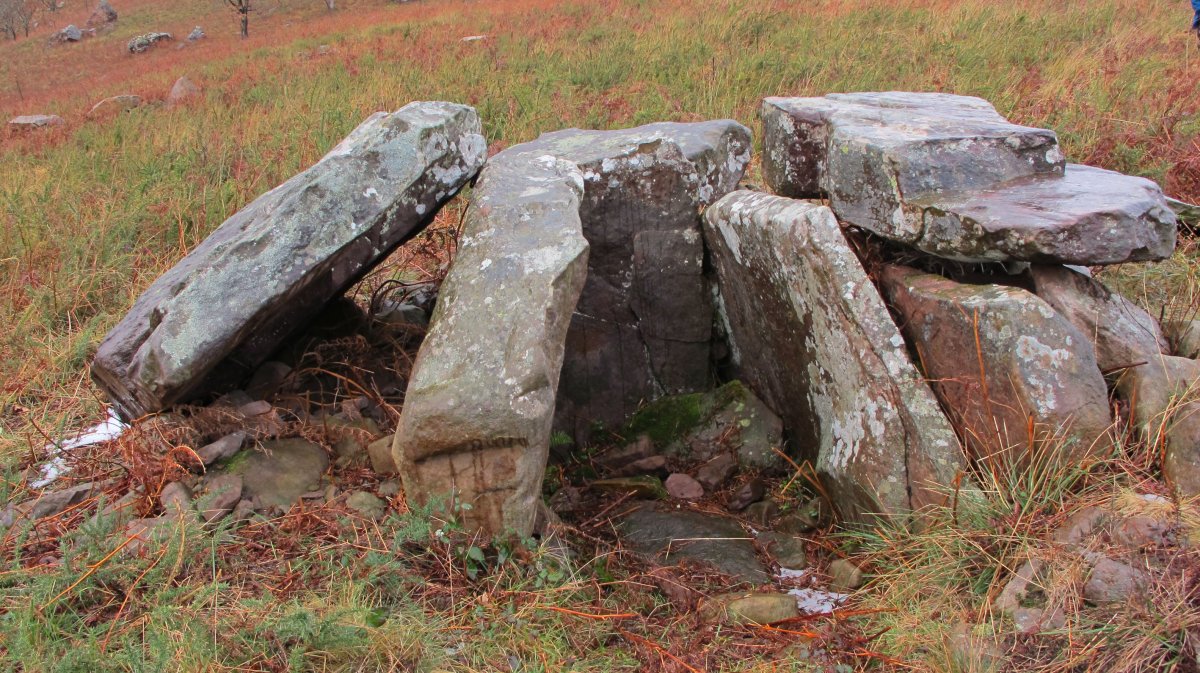 Artxuita trikuharria, Irulegi