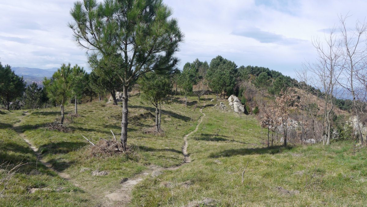 Gainaldeko bidezidorrak