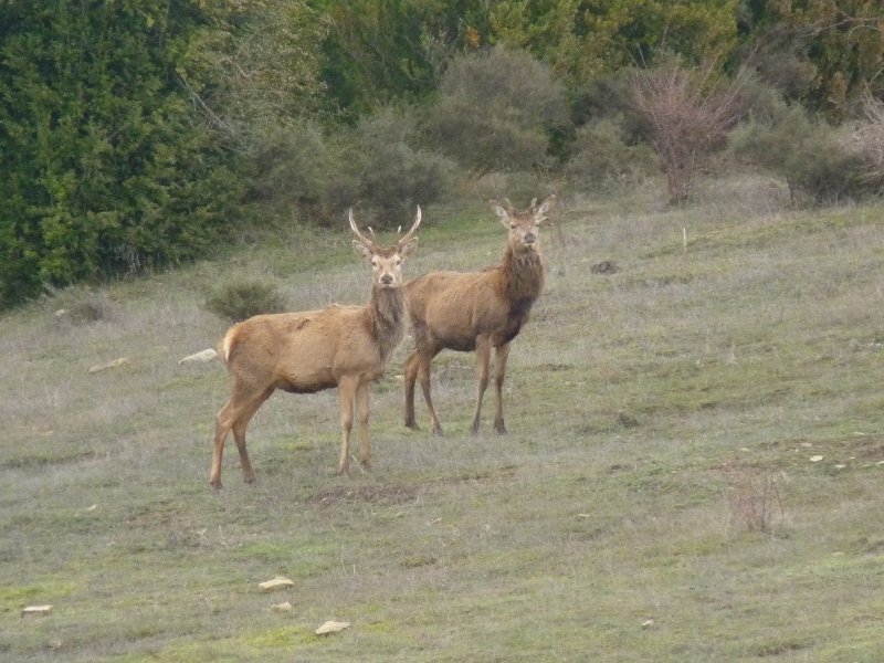 Urraulgoitiko biztanleak