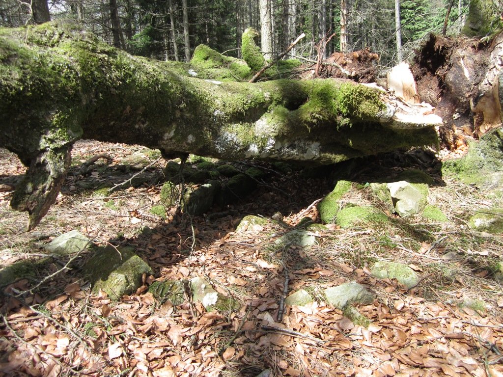 Dólmen Aitxu con una haya caída encima,