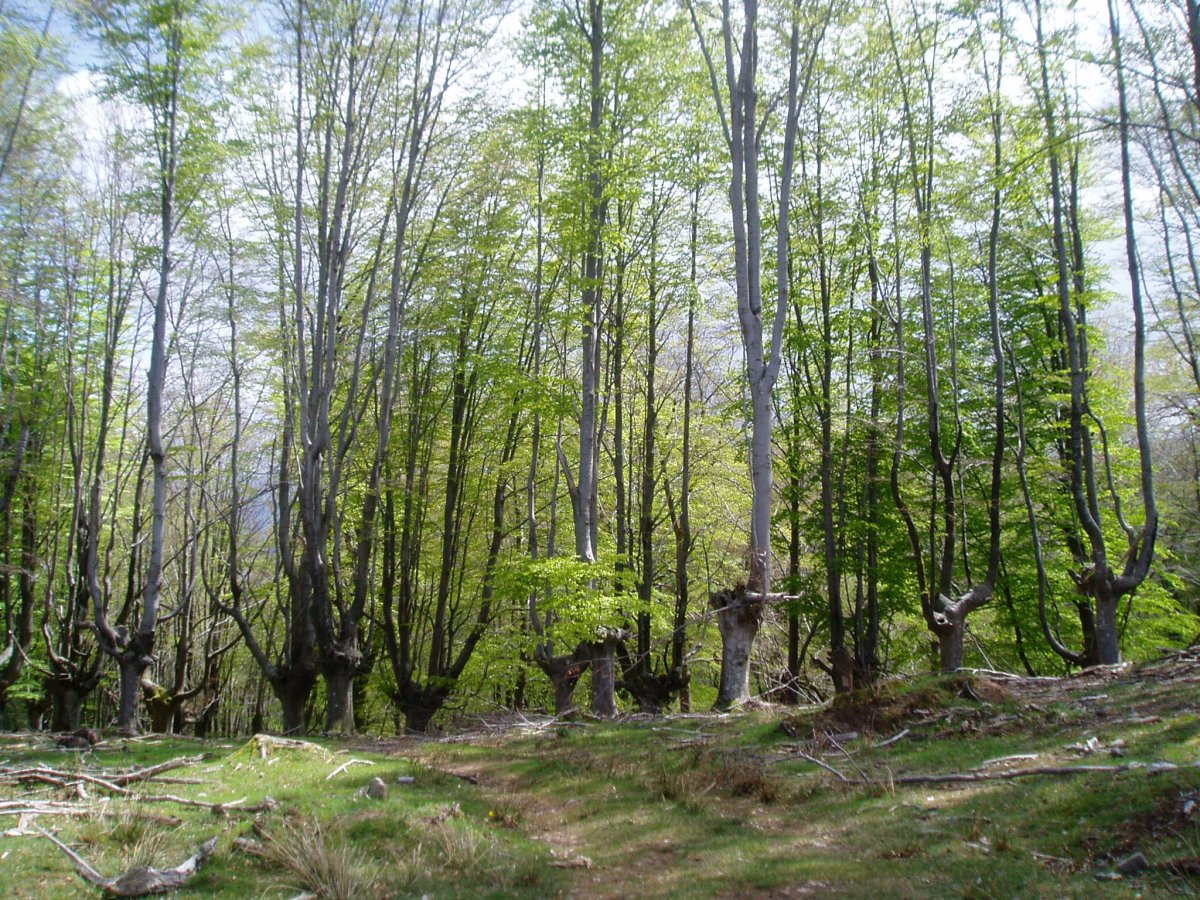 Kukutza aldeko pagadia