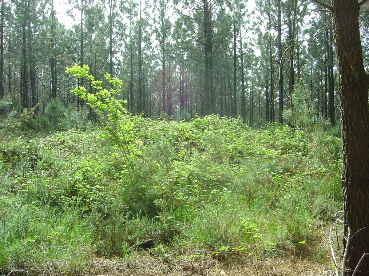 Túmulo Urkidi Abril 2011