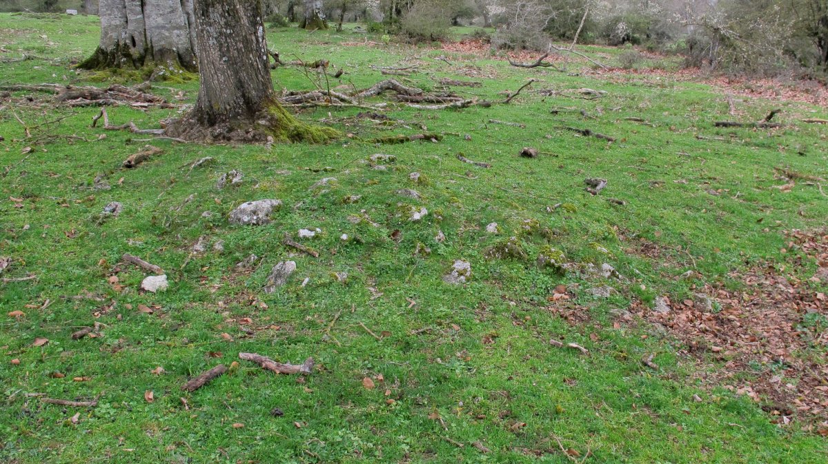 Rasos de Ezpola 12 tumulua, UTM. 566823/4738604/952 m.