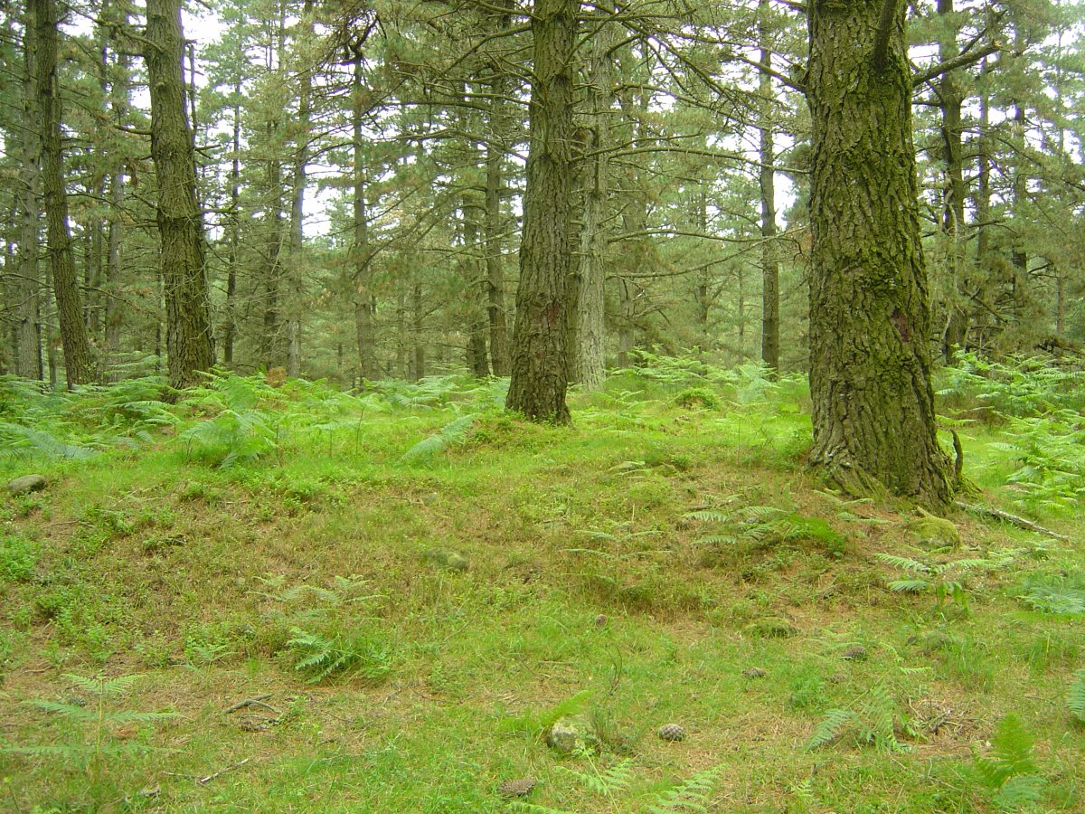 Túmulo Ipiñarrieta  Junio 2011