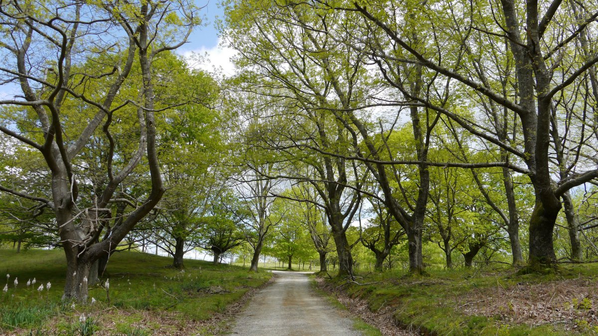 Harizti zaharra, Saiberriko bidean