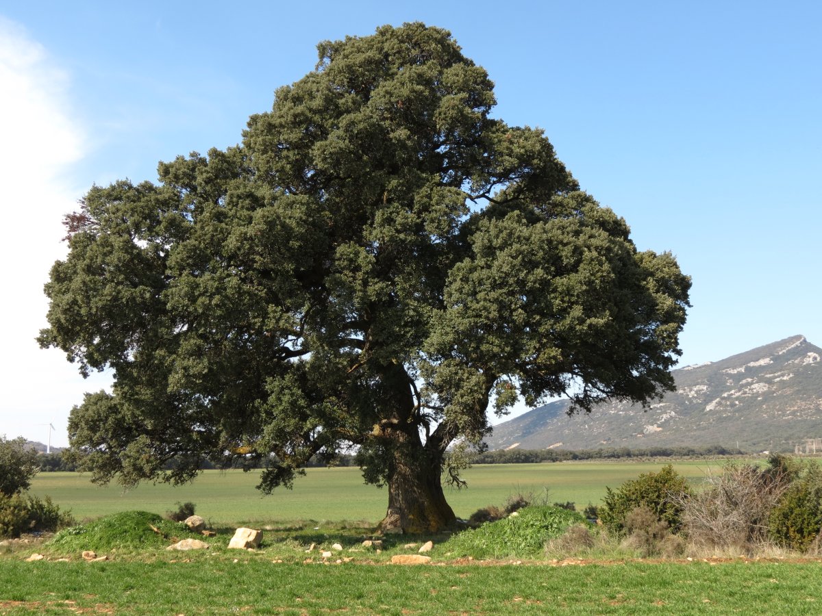 Quercus ilex