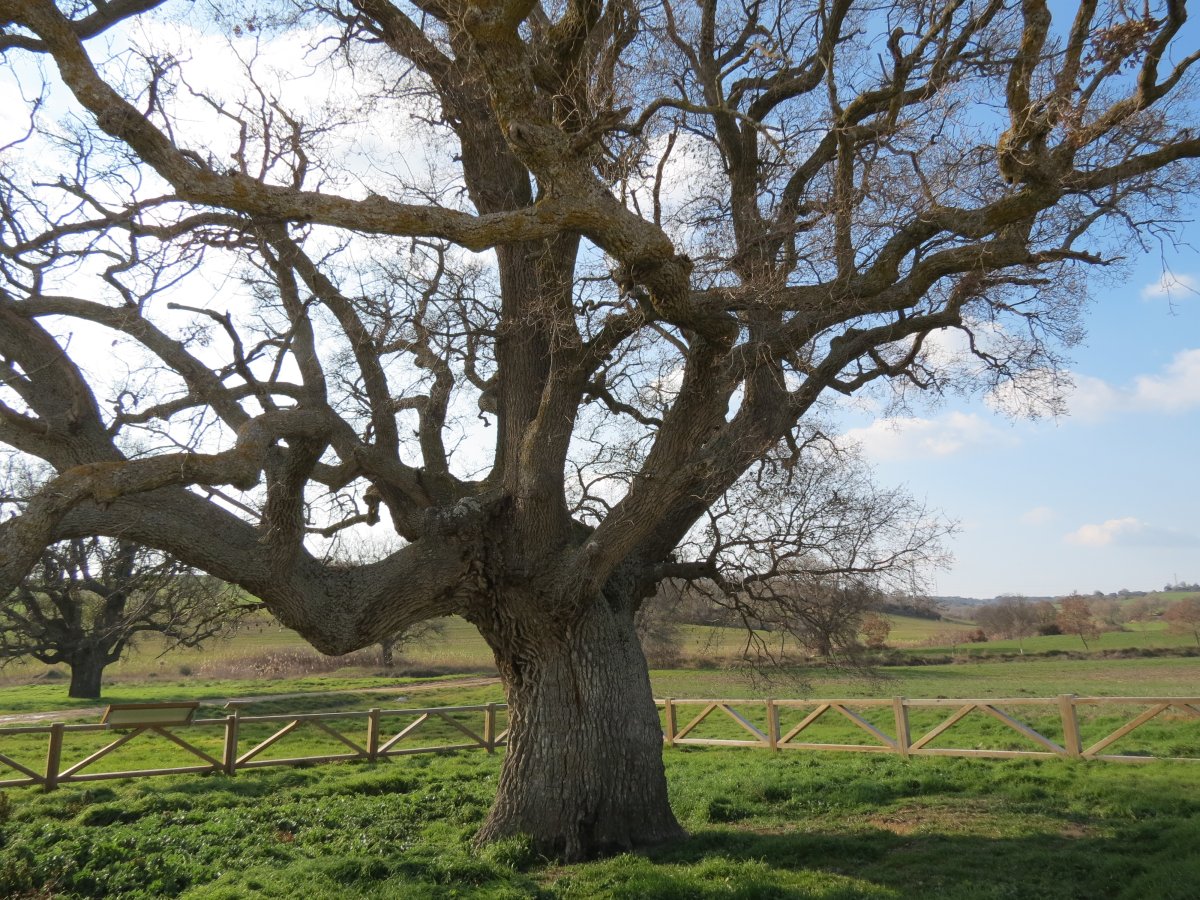 Quercus faginea Lam.