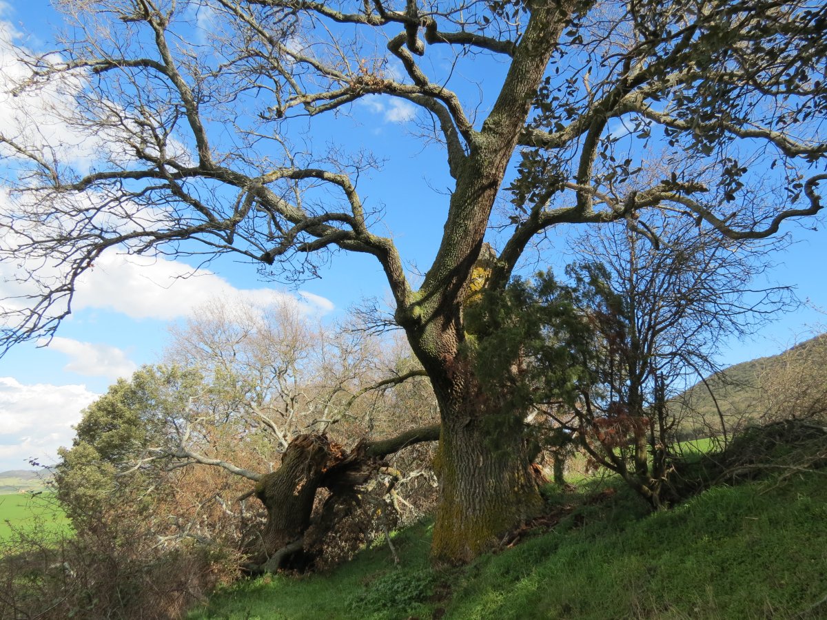 Quercus faginea Lam.