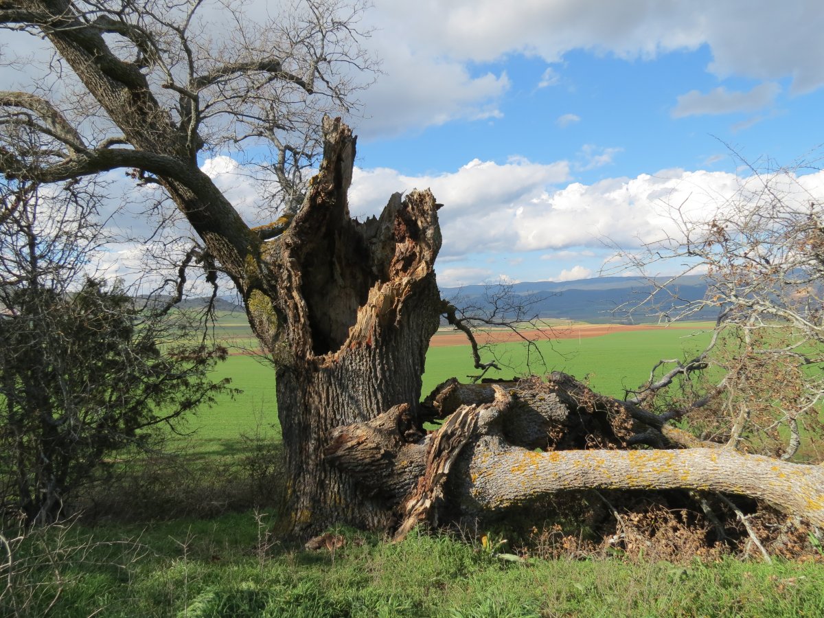Quercus faginea Lam.