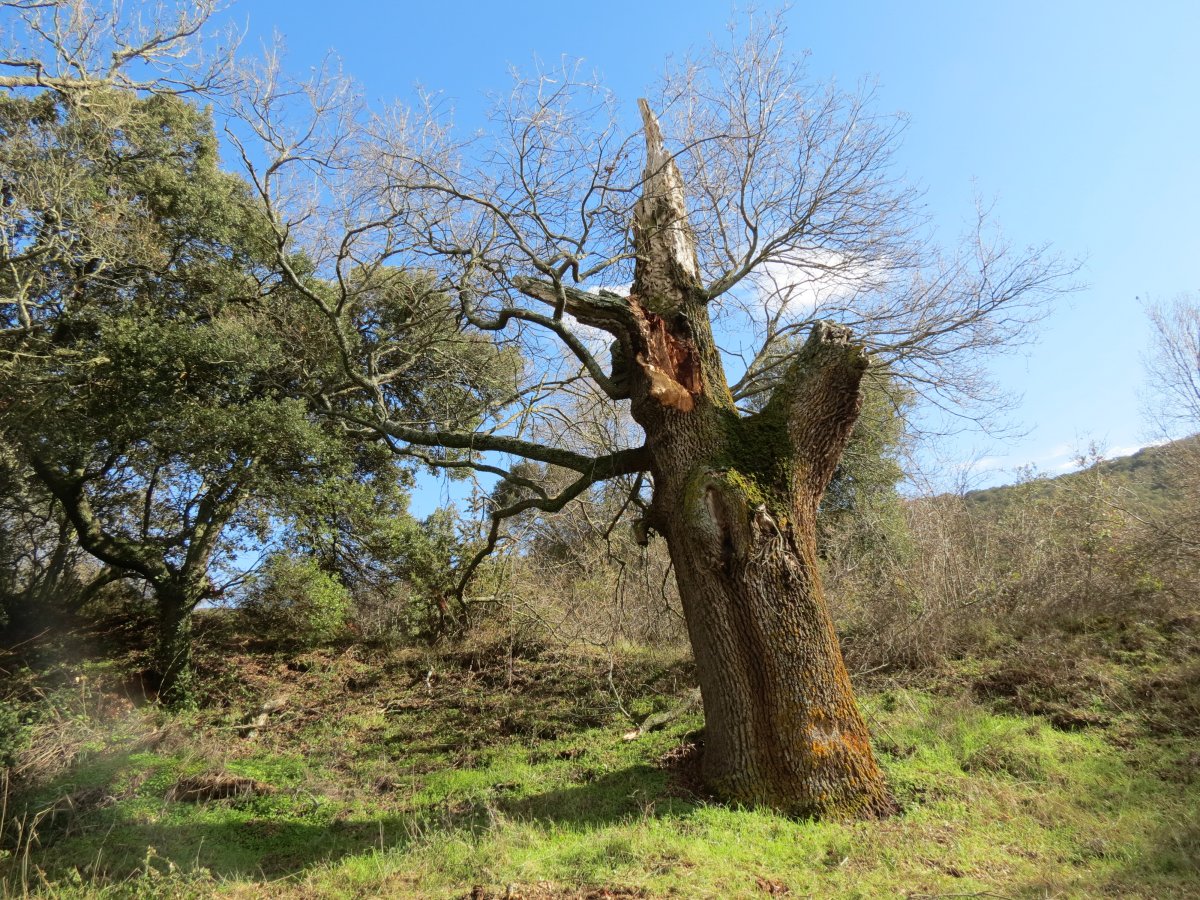 Quercus faginea Lam.
