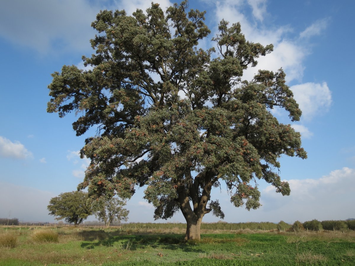 Quercus ilex