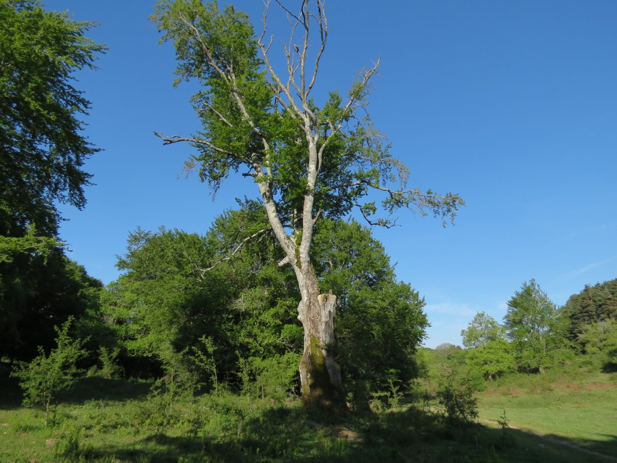Fagus sylvatica L.