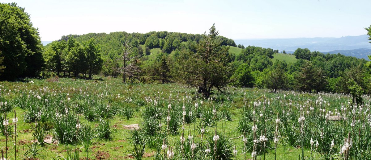 Motxorro Erremendiako bidetik