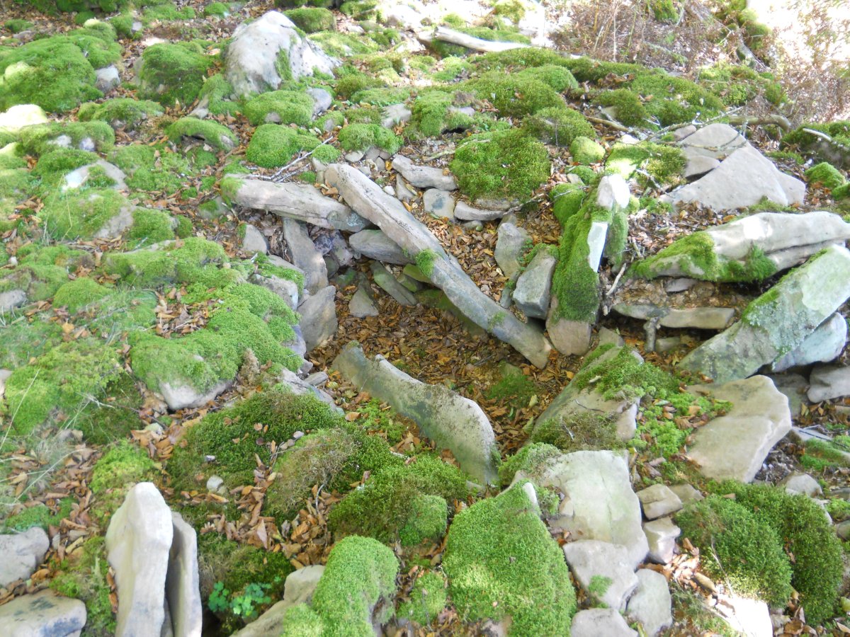 Abrakuko Zelaiko trikuharria