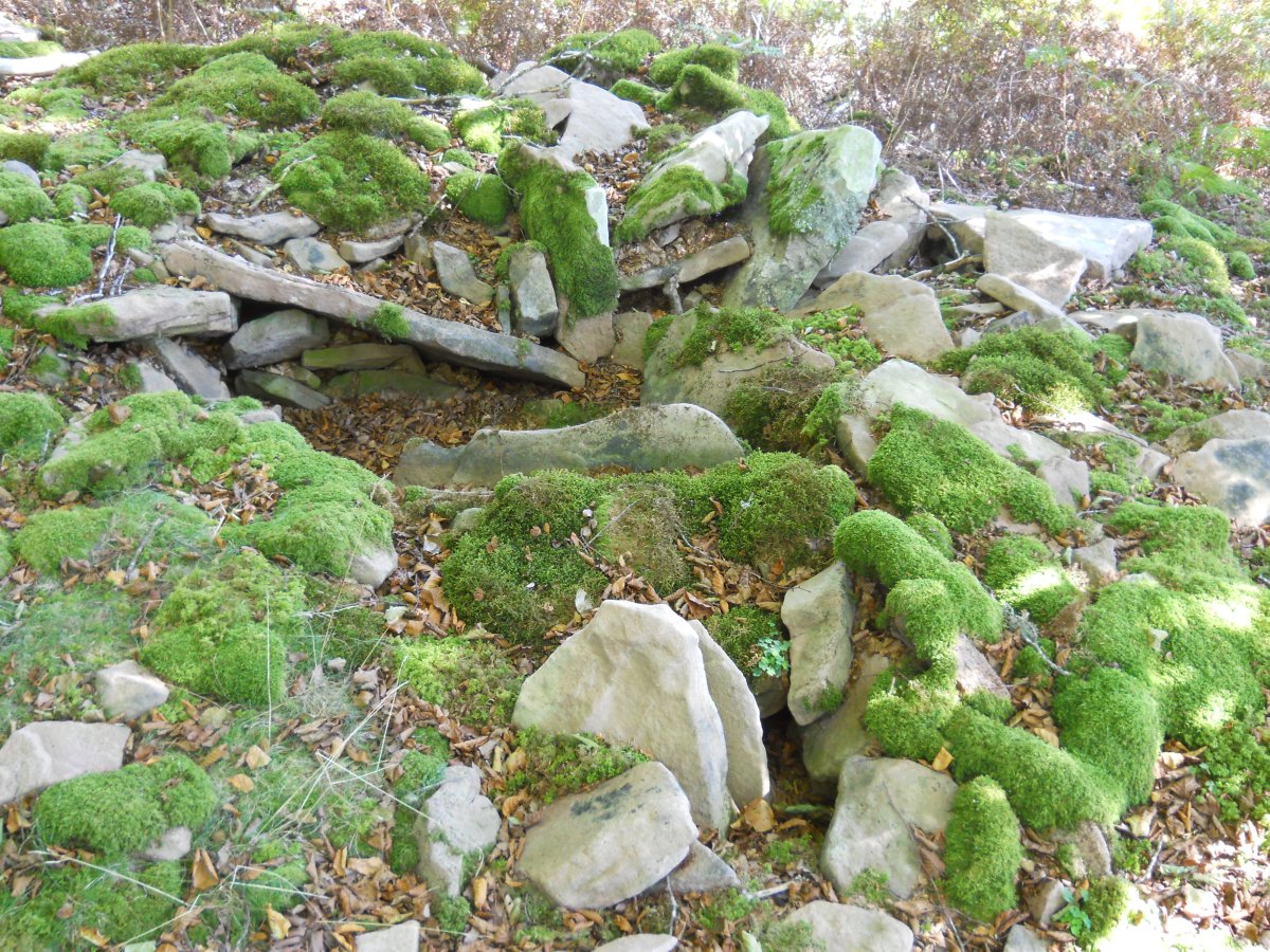 Abrakuko Zelaiko trikuharria