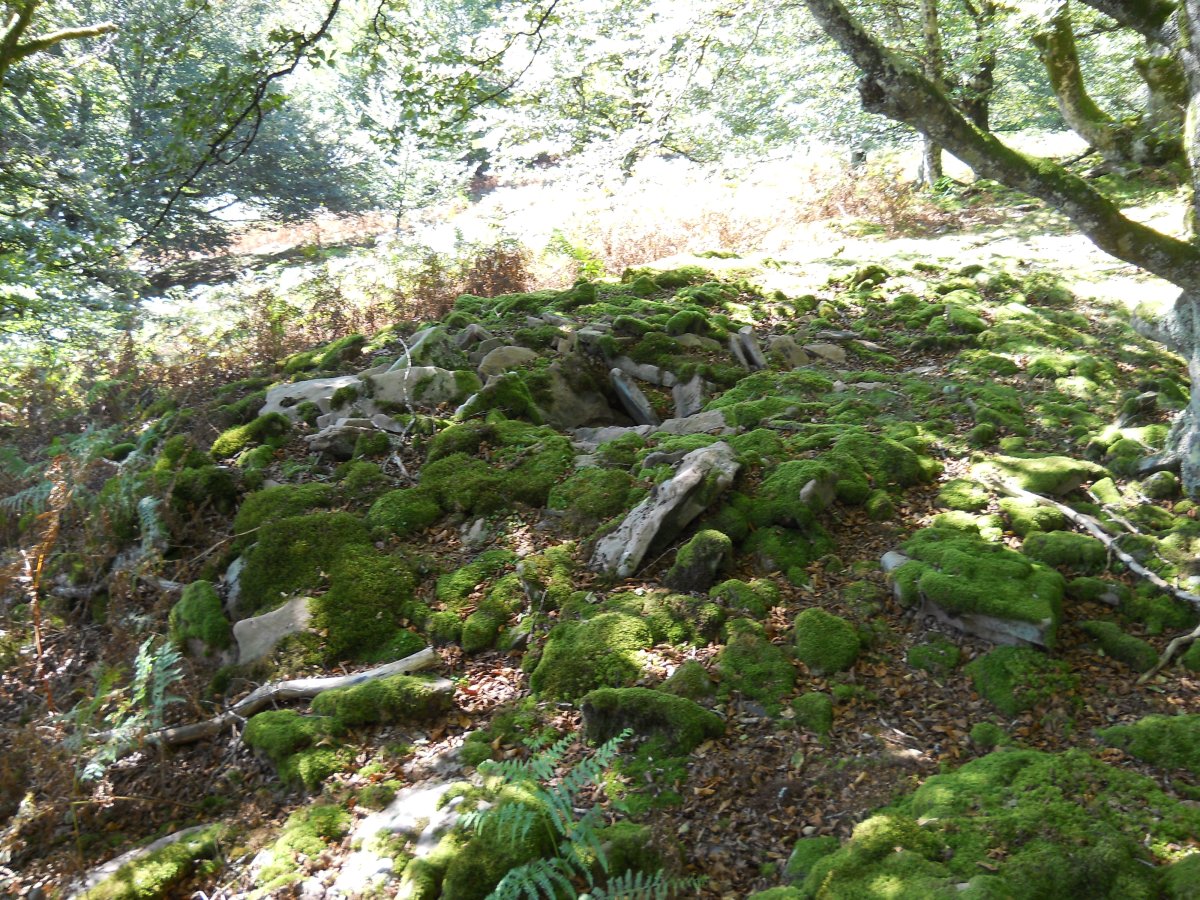 Abrakuko Zelaiko trikuharria