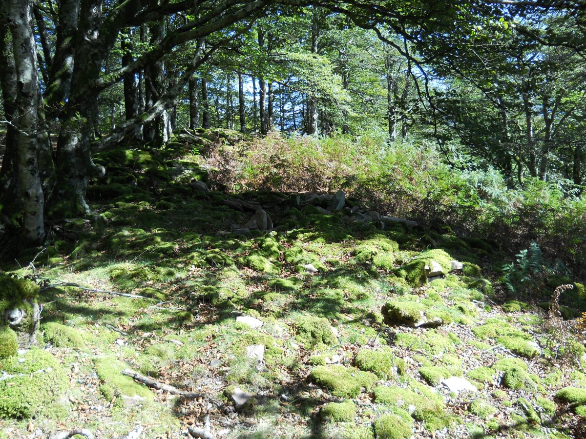 Abrakuko Zelaiko trikuharria