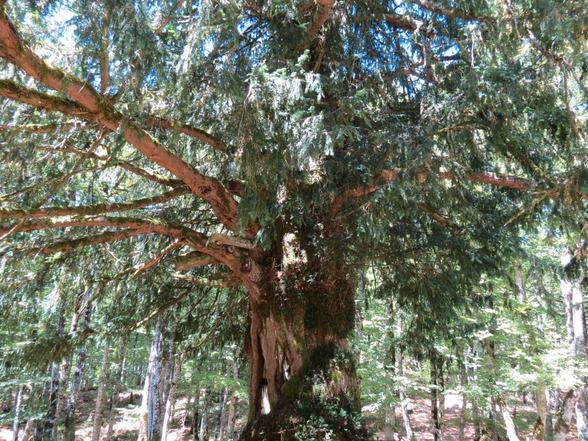 Otsaportilloko hagina