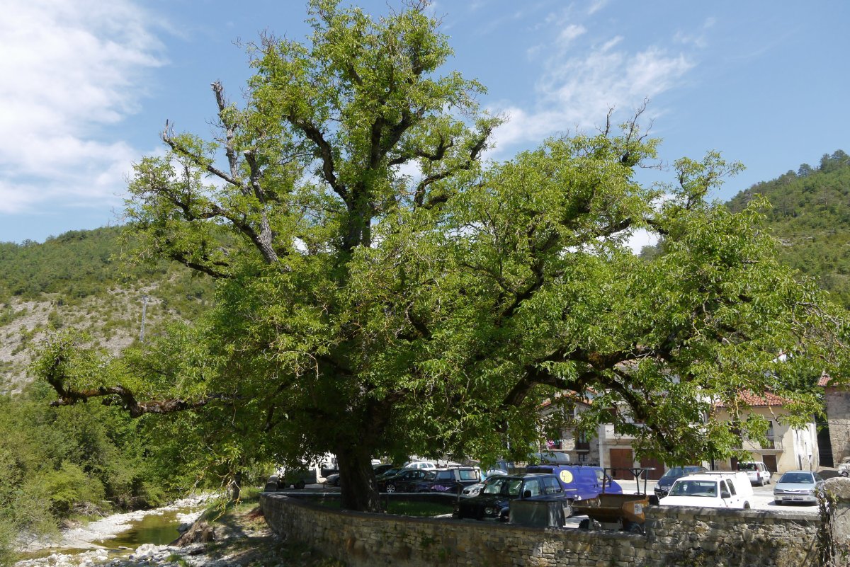 Gardeko intxaurrondoa