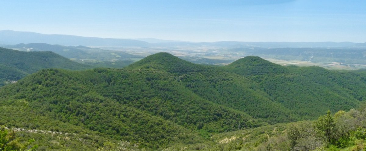 Txubingoen gailur bikiak