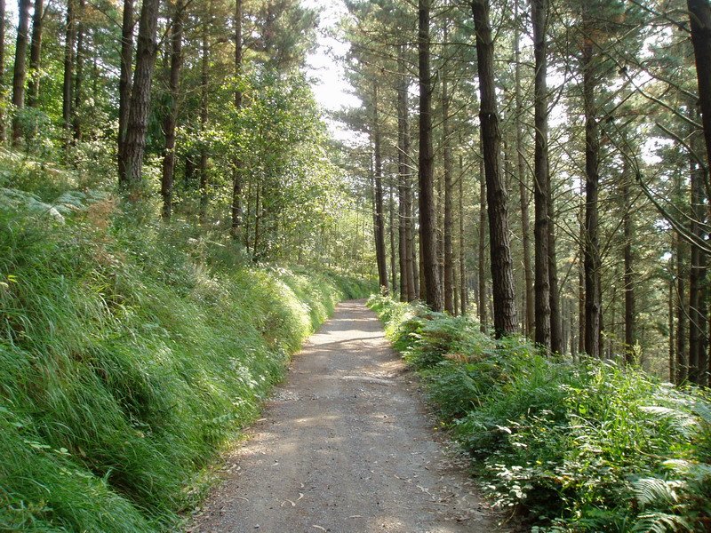 Mendexa eta Kalamendi arteko bidea