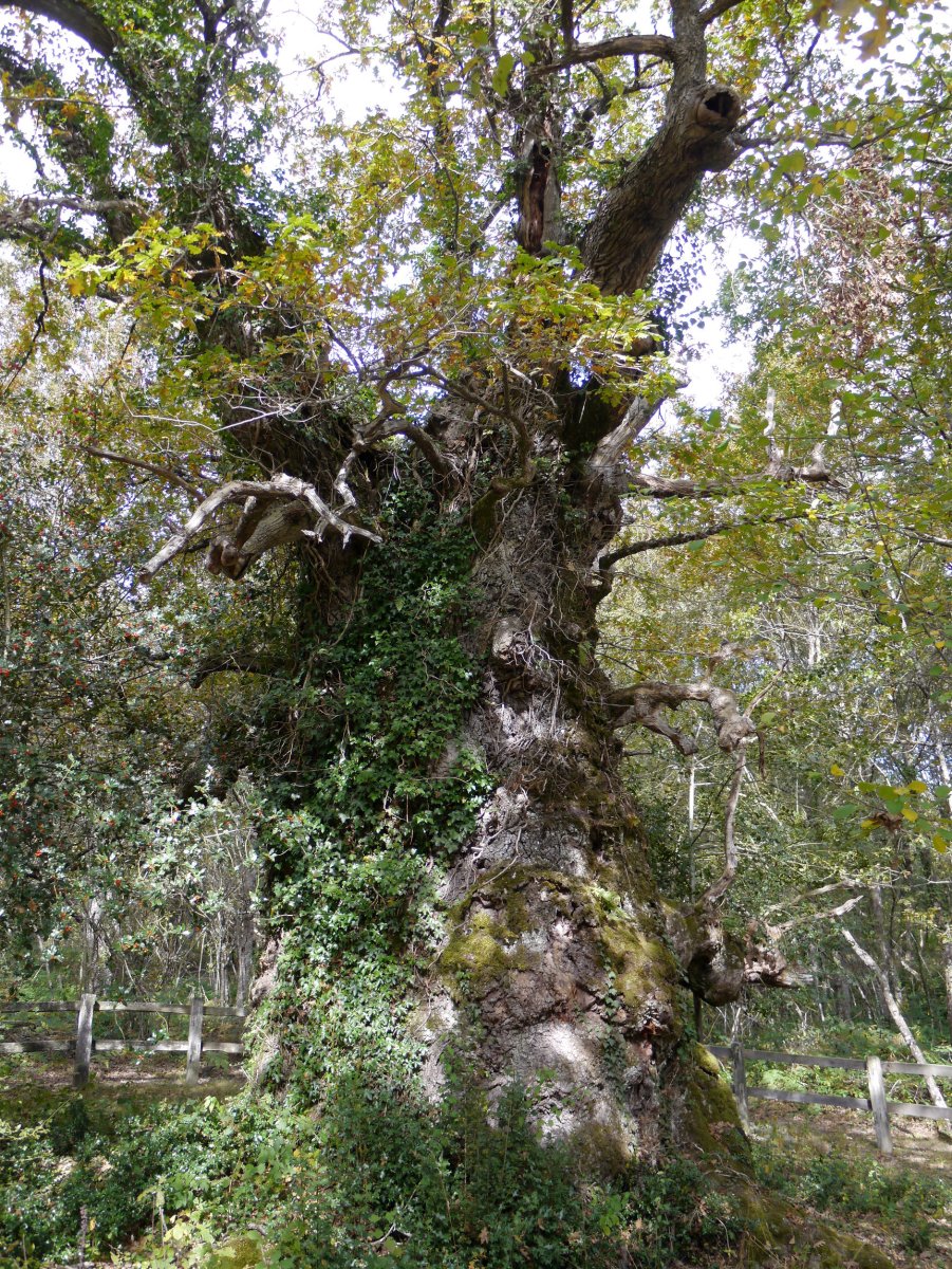 Jauntsarasko haritza