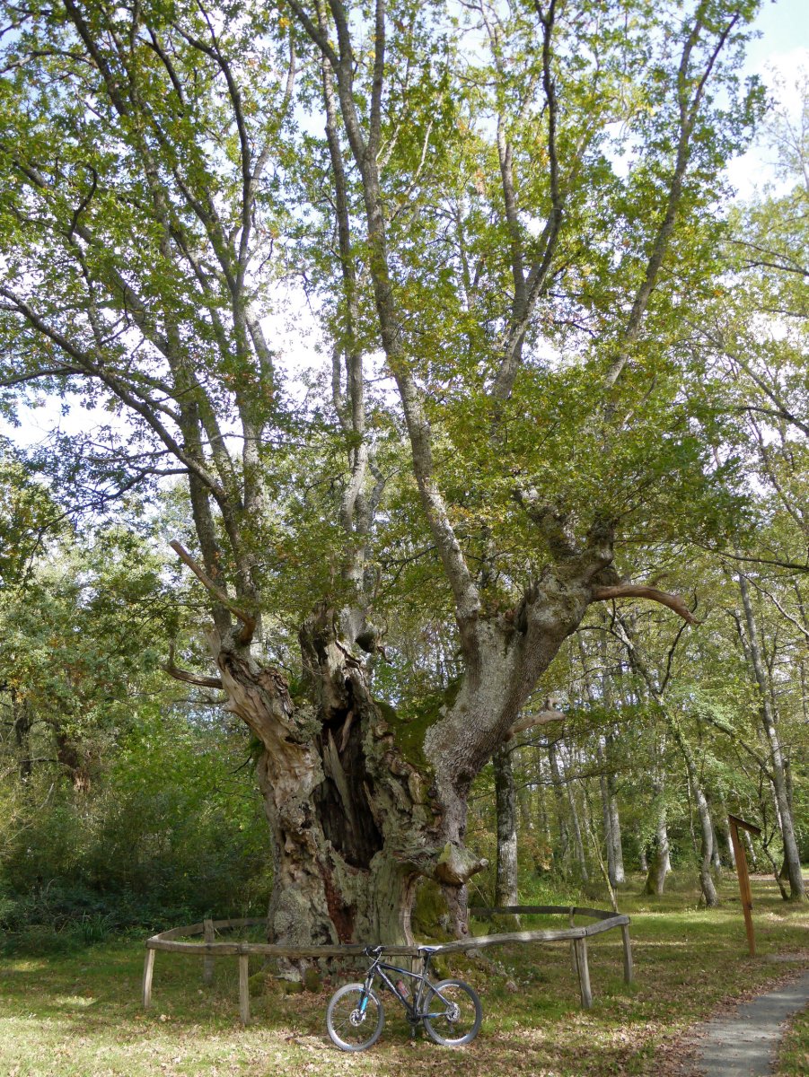 Jauntsarasko haritza