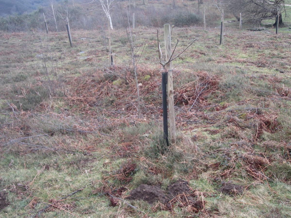 Cromlech La Plana  ( Febrero 2014)