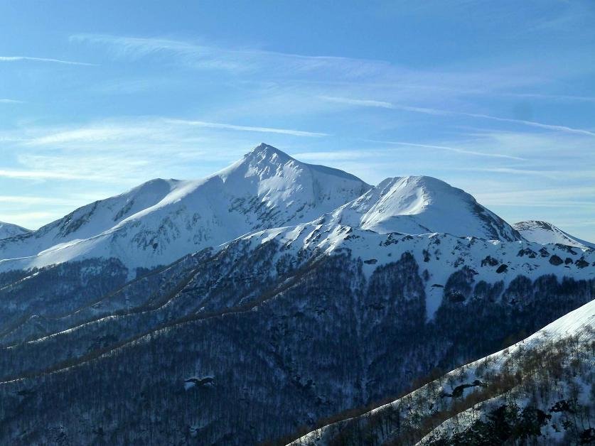 Organbideska lepotik, neguan