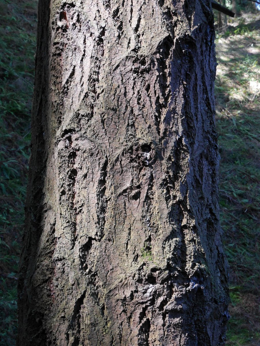 Albizturko Douglas izeia, enborra