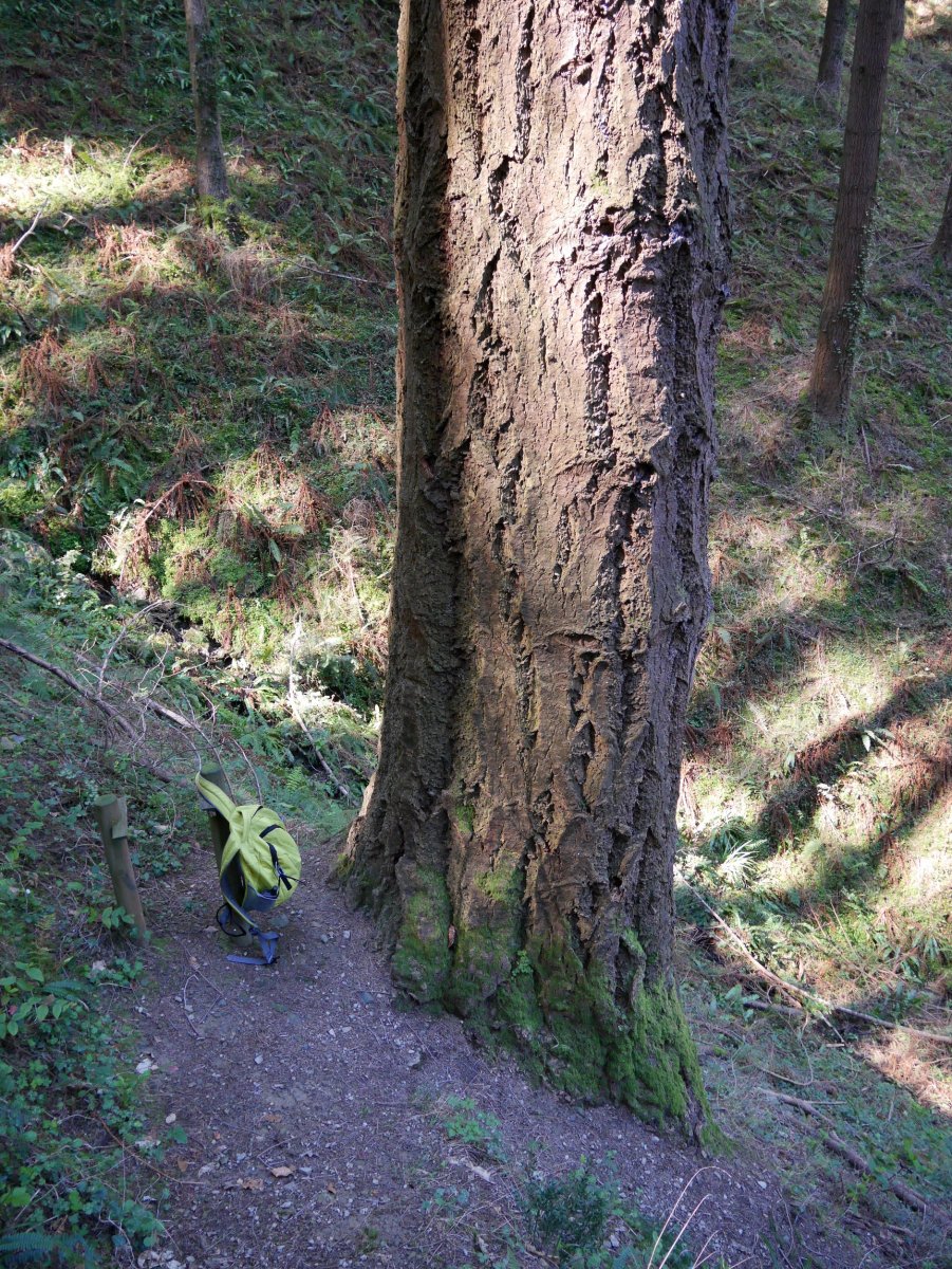 Albizturko Douglas izeia