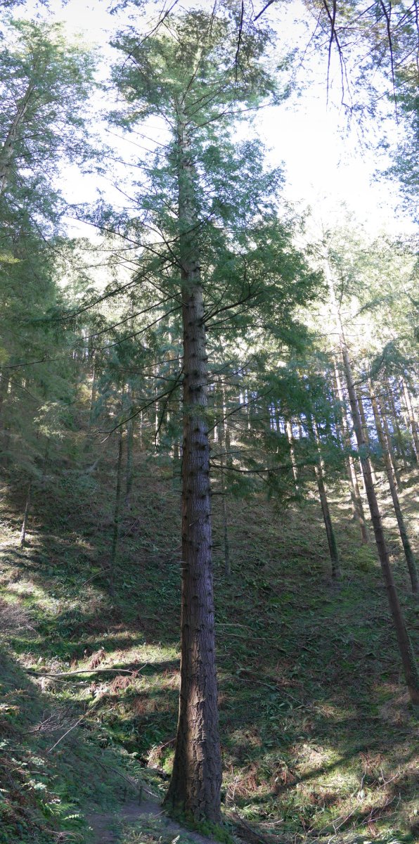 Albizturko Douglas izeia