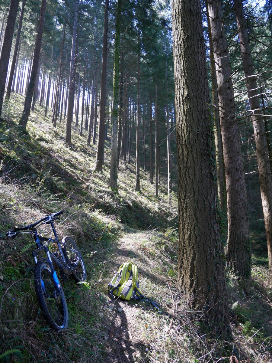 Albiztuko Douglas izeia