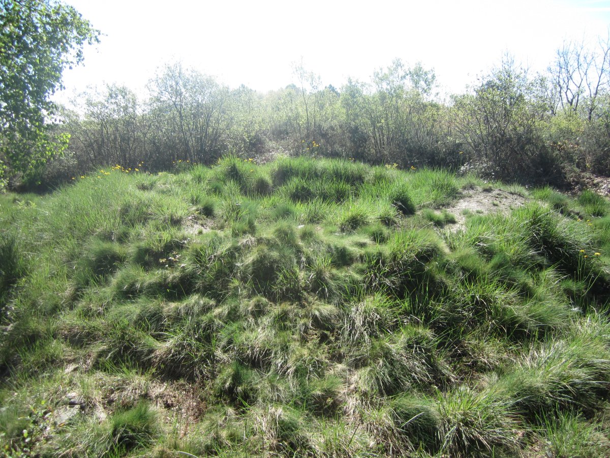 Túmulo Gazteluko Landa   (Abril 2014)