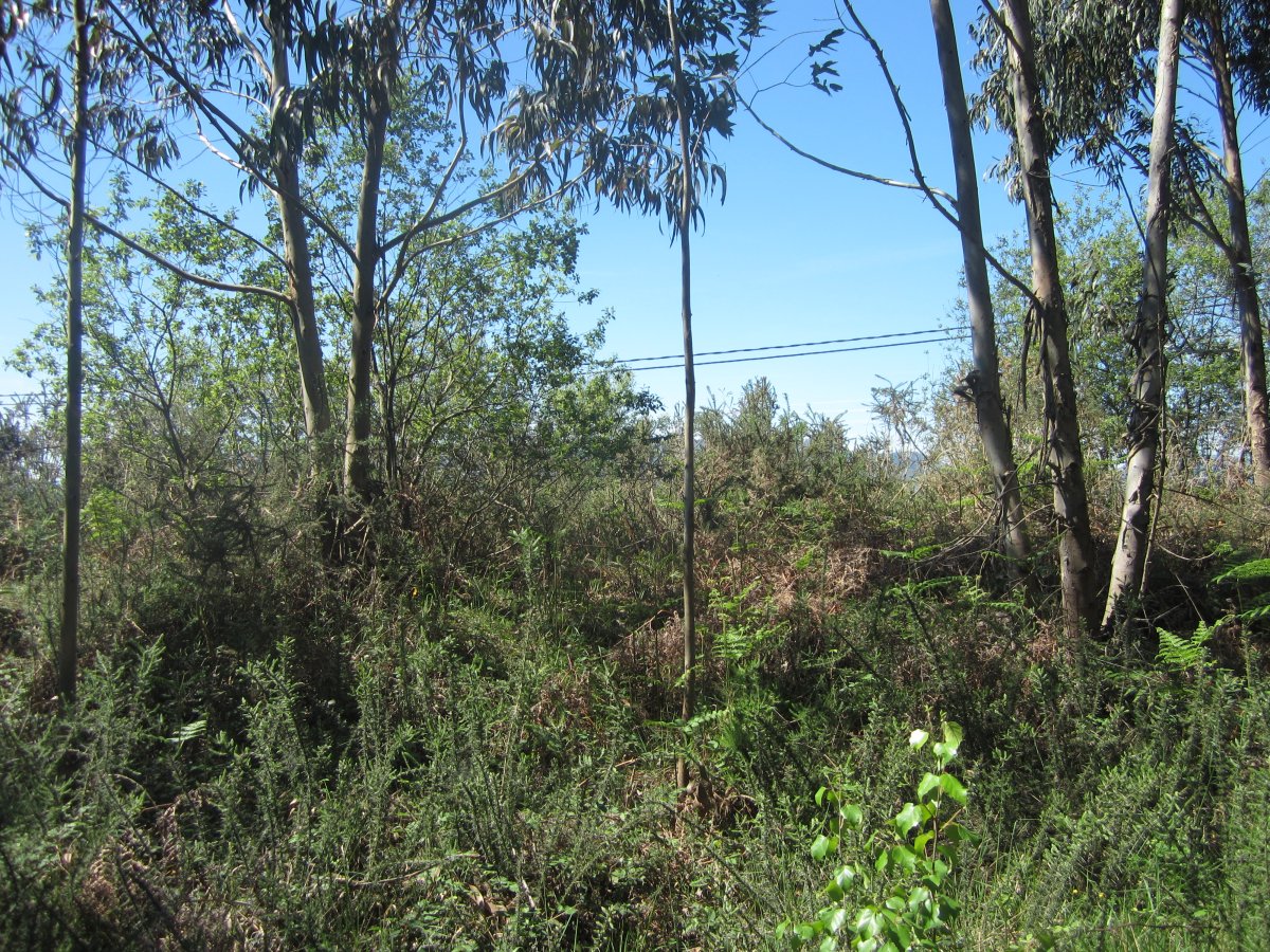 Túmulo Axpuru 2 (Abril 2014)