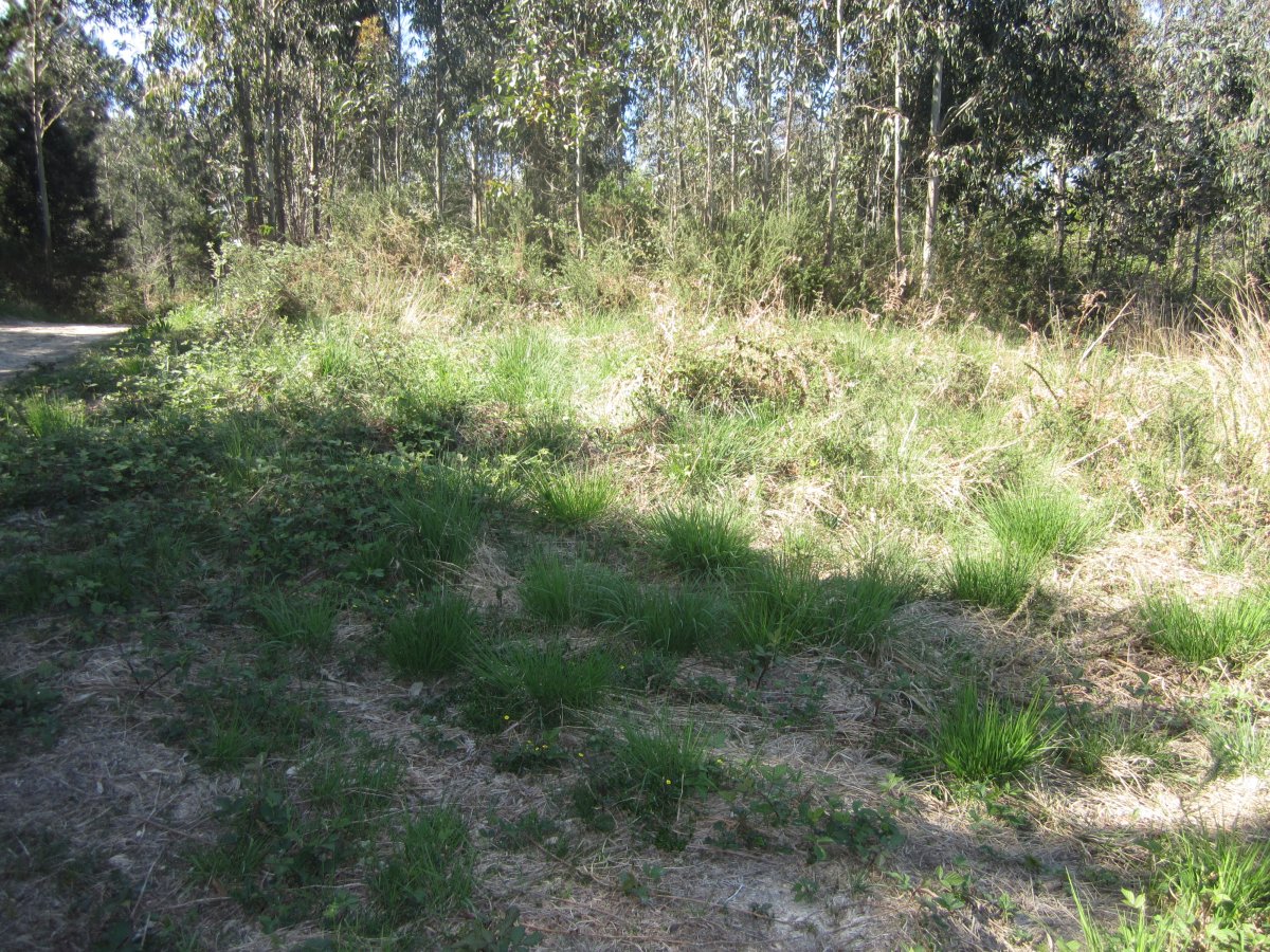 Túmulo Eperlanda (Abril 2014)