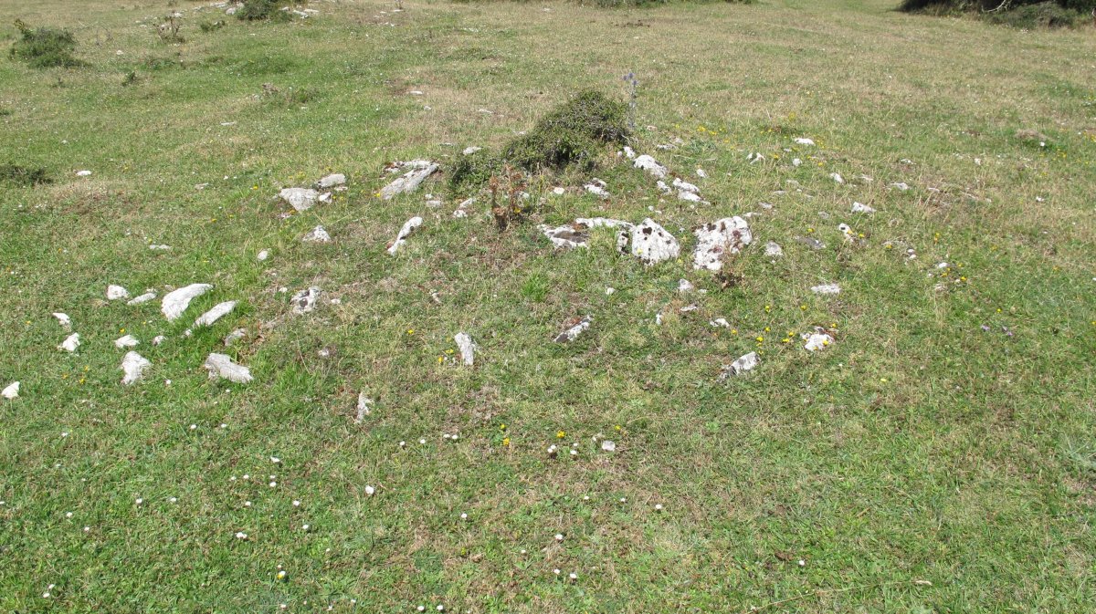 Andasarri tumulua, Limitaciones