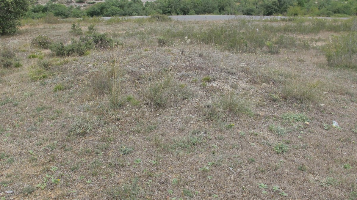 Artebalsa tumulua 2, Zigoitia