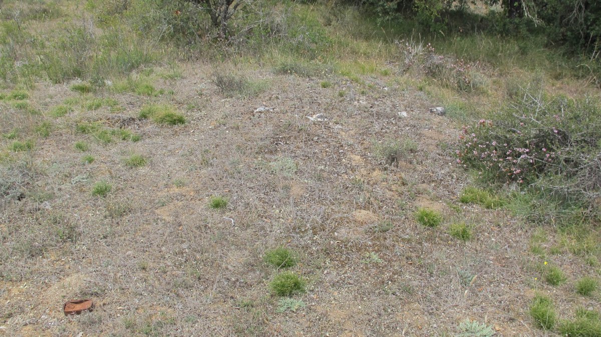 Artebalsa tumulua 8, Zigoitia