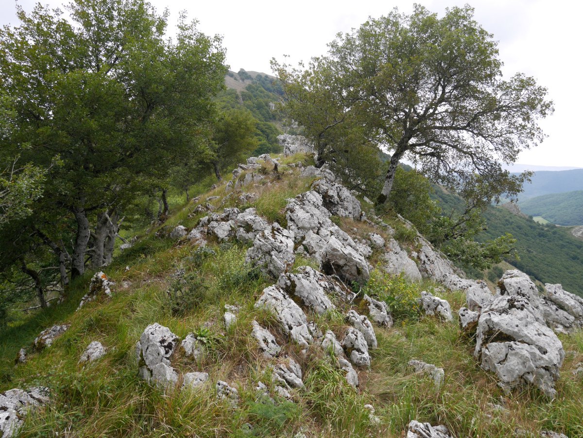 Mundumalkorra tontorra