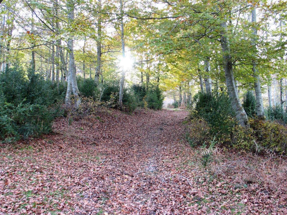 Iragi aldetik igotzen den bidea