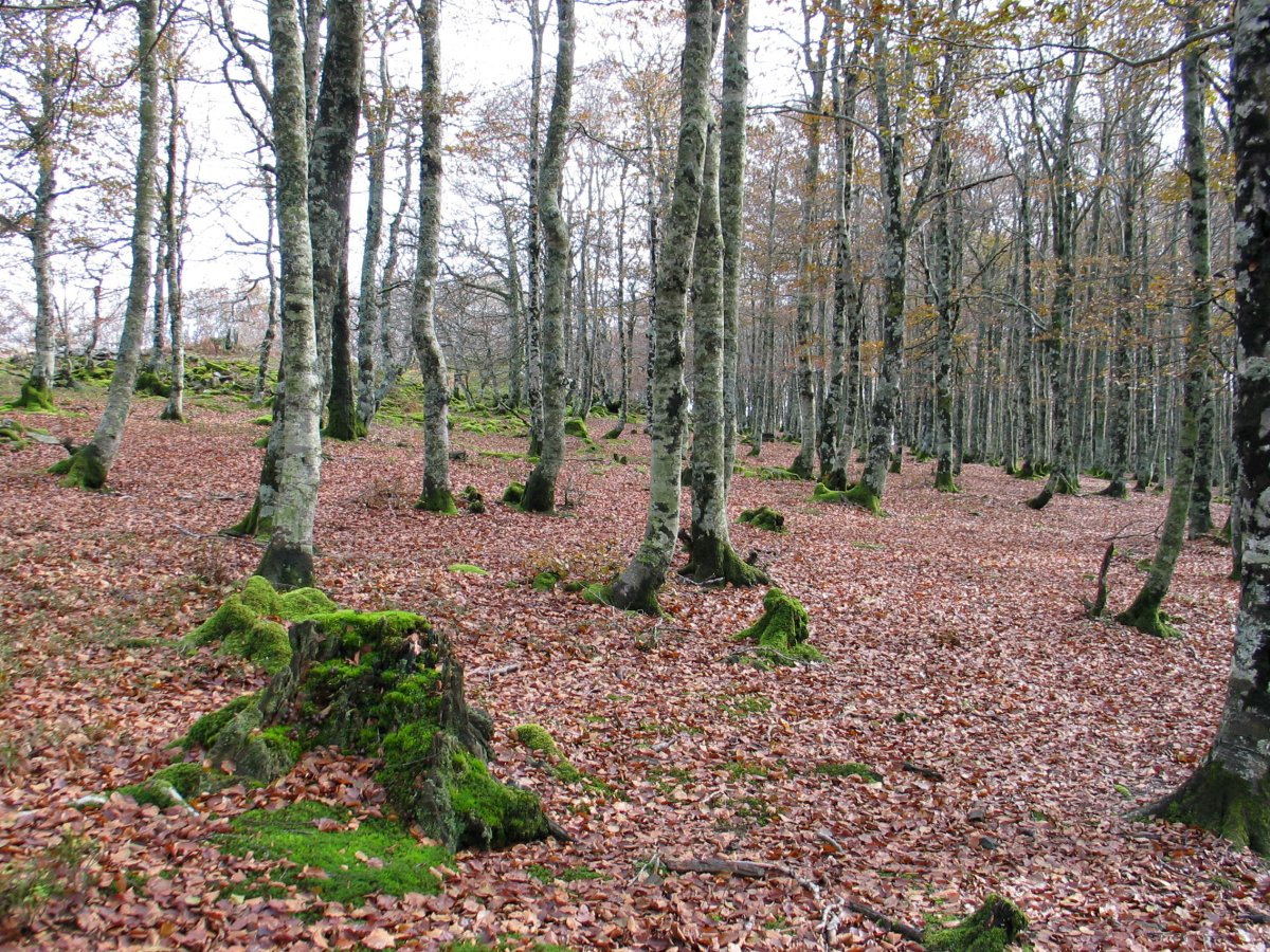 Tontorraren inguruko basoa