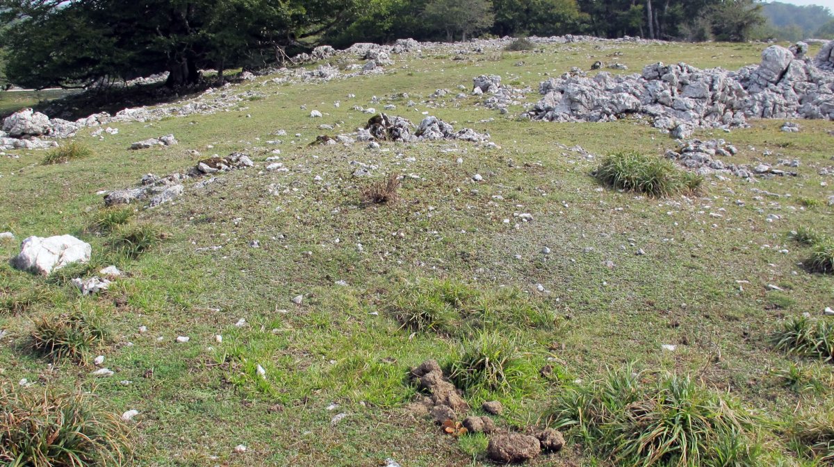 Raso de Auntzusta tumulua, Urbasa