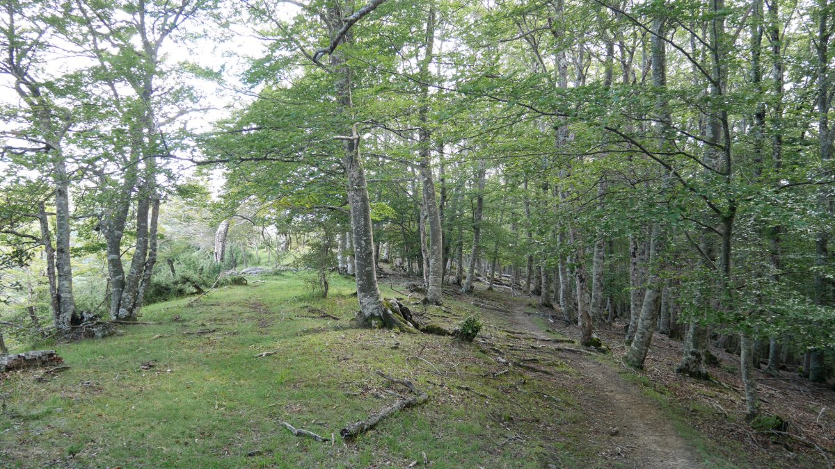 Azimendiko bizkarreko bidea