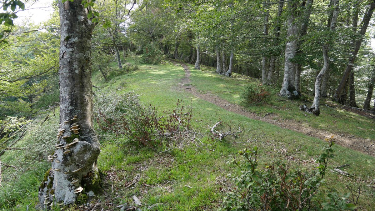 Azimendiko bizkarreko bidea