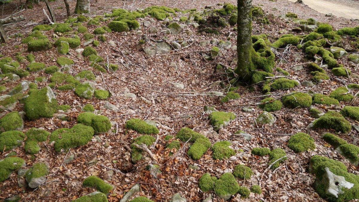 Baiarnegi trikuharria