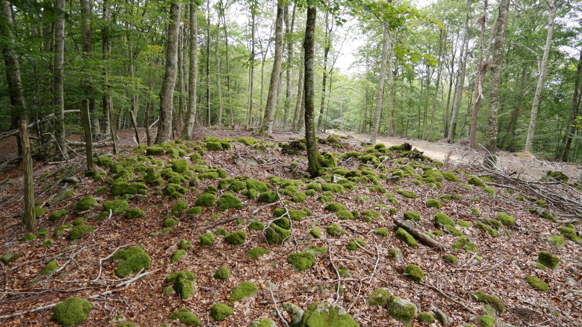 Baiarnegi trikuharria