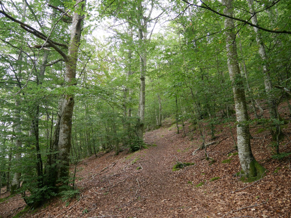 Mendatetik igotzen den bidea